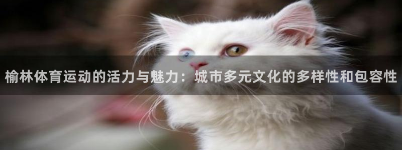 MK体育官方正版app娱乐：榆林体育运动的活力与魅力：城市多